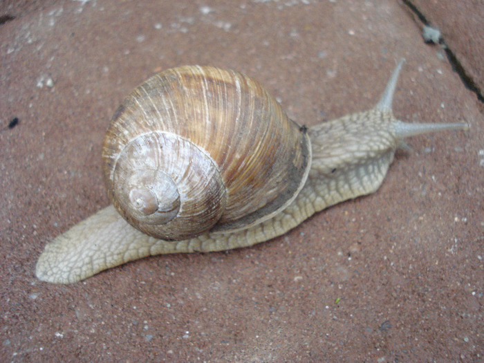 Garden Snail. Melc (2011, May 19)