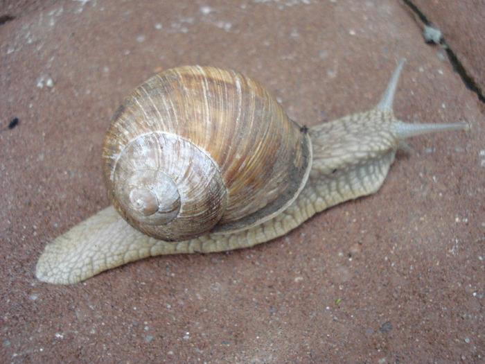 Garden Snail. Melc (2011, May 19) - SNAILS_Melci