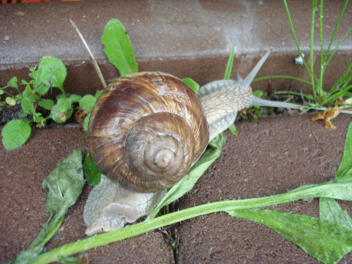 Garden Snail. Melc (2011, May 19) - SNAILS_Melci