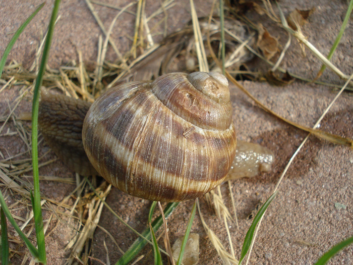 Garden Snail. Melc (2011, May 31) - SNAILS_Melci