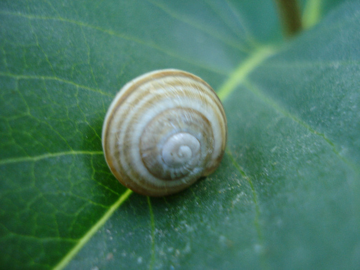 Garden Snail. Melc (2011, June 07) - SNAILS_Melci