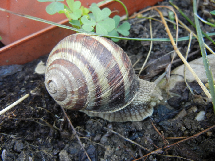 Garden Snail. Melc (2011, August 20)