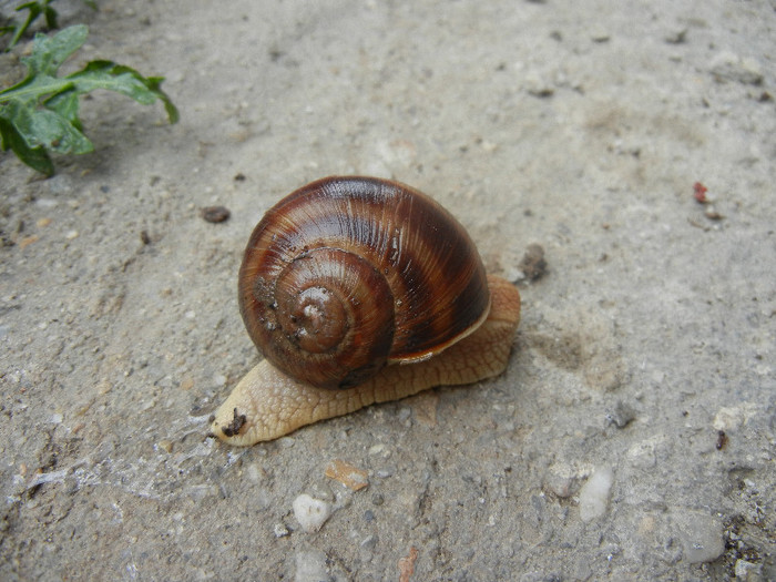 Garden Snail. Melc (2012, April 15) - SNAILS_Melci