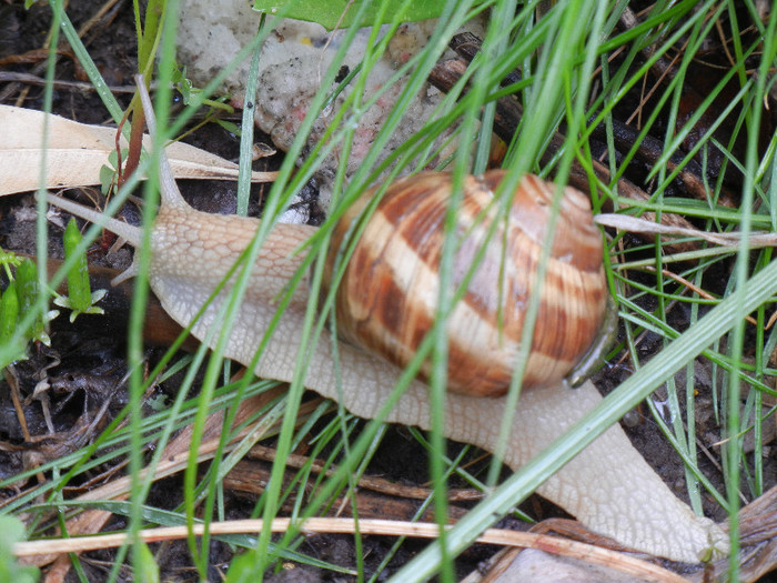 Garden Snail. Melc (2012, May 19) - SNAILS_Melci