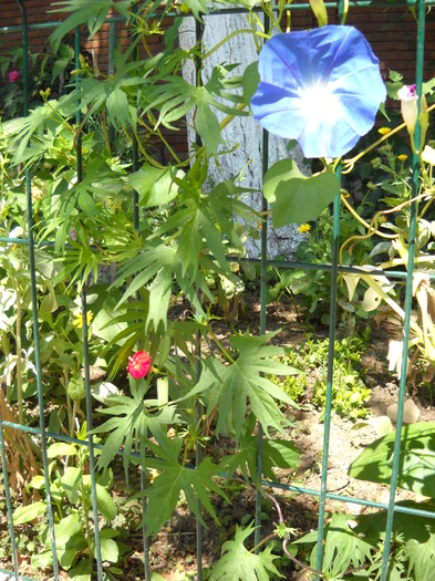 DSCN1786; Flori de gradina
