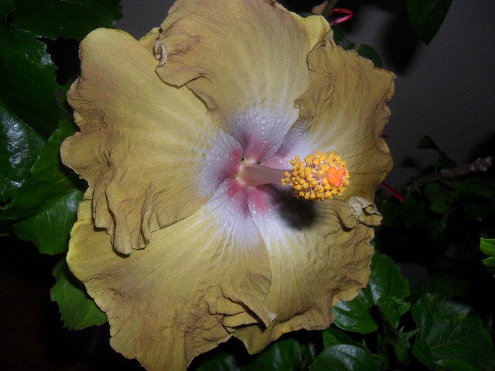 Hibiscus Kathie Jones