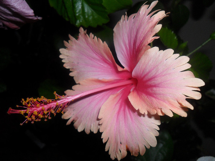 Hibiscus Hawaian Salmon