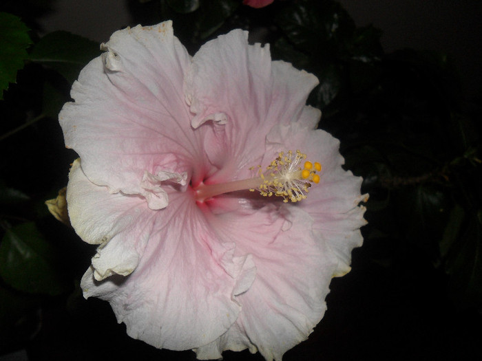 Hibiscus Baby Girl