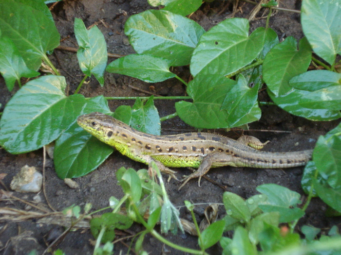 Yellow Grey lizard, 15jun2010 - Yellow Grey lizard