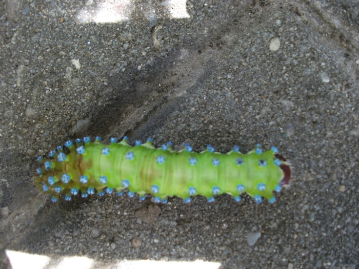 omida vitezomana