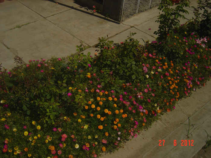 poze 1118 - 2011-2012 CURTEA MEA