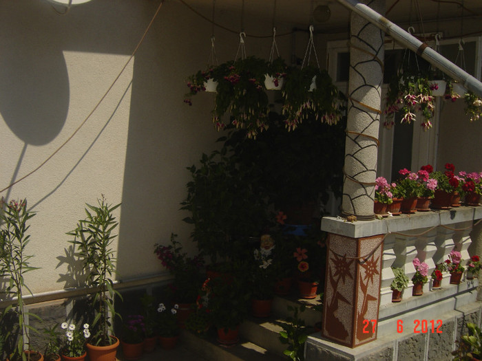 poze 1119 - 2011-2012 CURTEA MEA