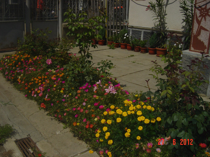 poze 1124 - 2011-2012 CURTEA MEA