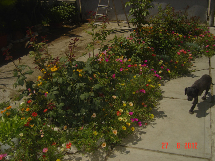 poze 1125 - 2011-2012 CURTEA MEA