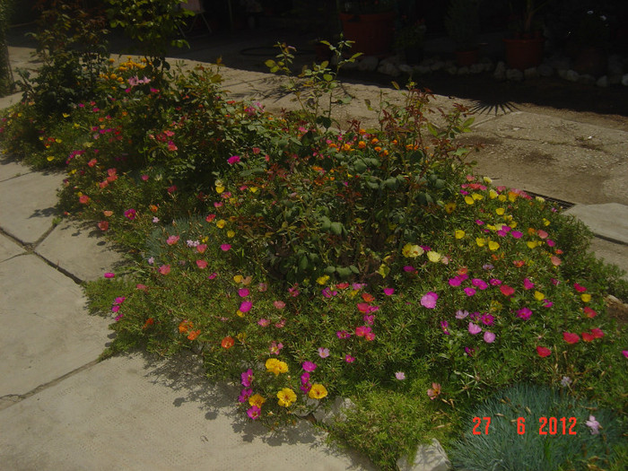 poze 1126 - 2011-2012 CURTEA MEA