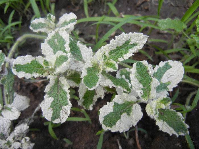 Pineapple Mint (2012, June 27) - Mint_Pineapple