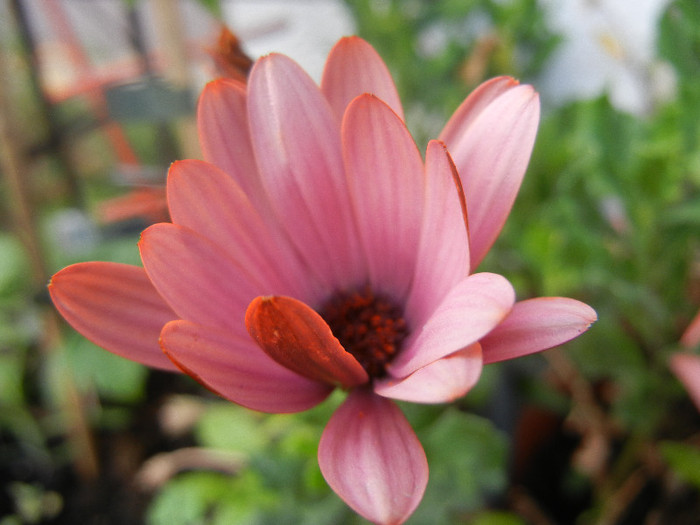 African Daisy (2012, June 27) - 2012 African Daisy