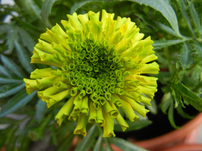 Tagetes_African Marigold (2012, Jun.27) - TAGETES Marigold