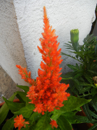 Celosia plumosa (2012, June 27)