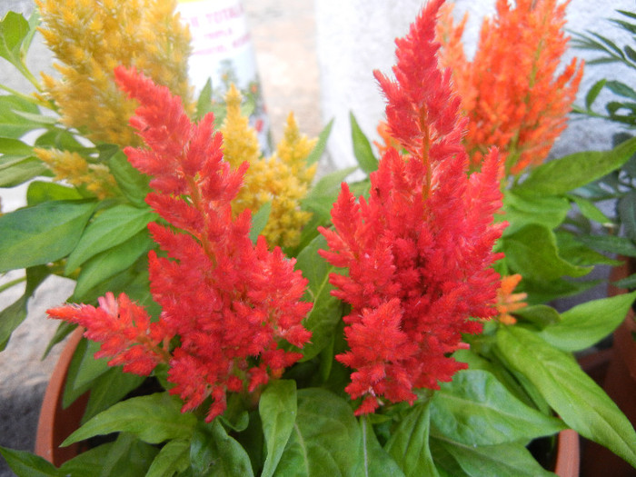 Celosia plumosa (2012, June 27)