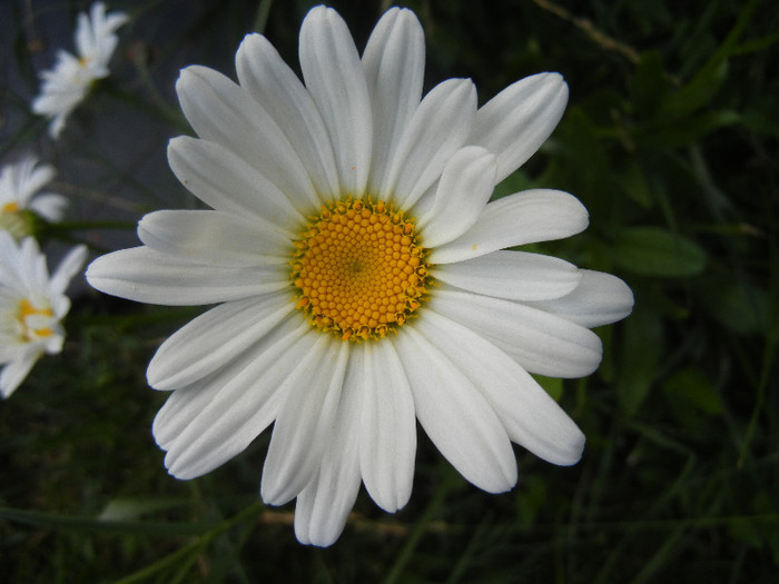 Ox-eye Daisy (2012, June 27) - DAISY Ox-eye Daisy