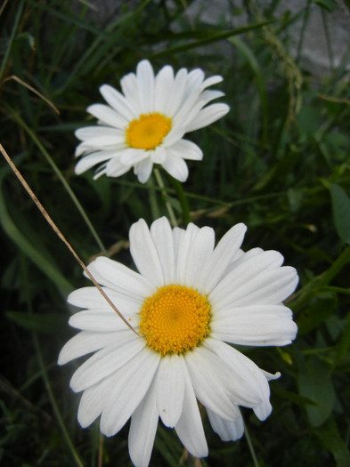 Leucanthemum vulgare (2012, June 27) - DAISY Ox-eye Daisy