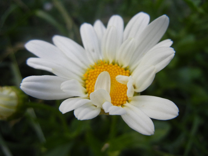 Ox-eye Daisy (2012, June 27)