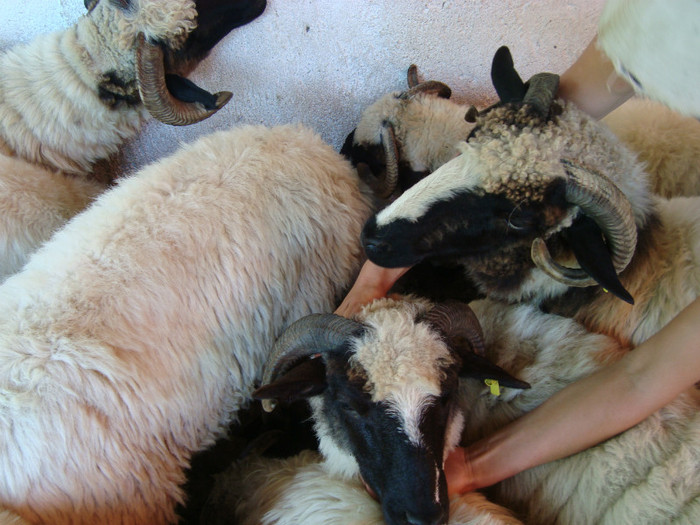 DSC07357 - brezele vara