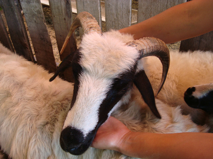 DSC07355 - brezele vara