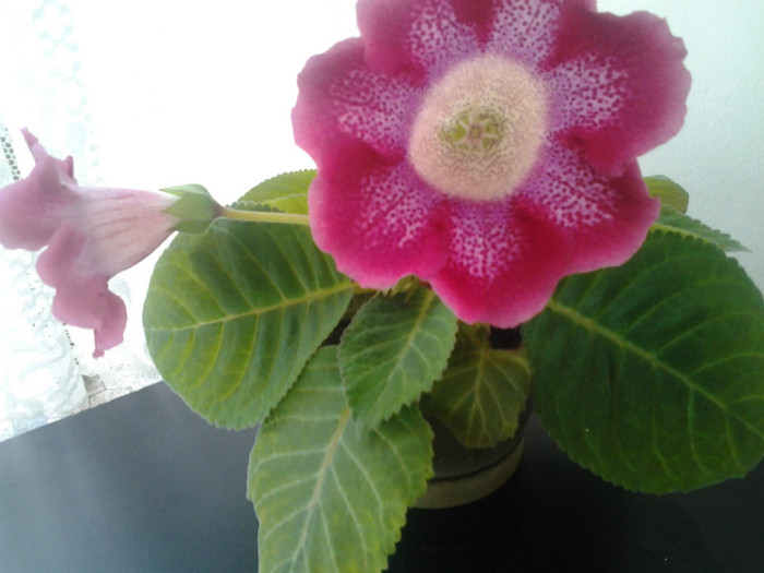 Fotografie0441 - Gloxinia 2012-2013