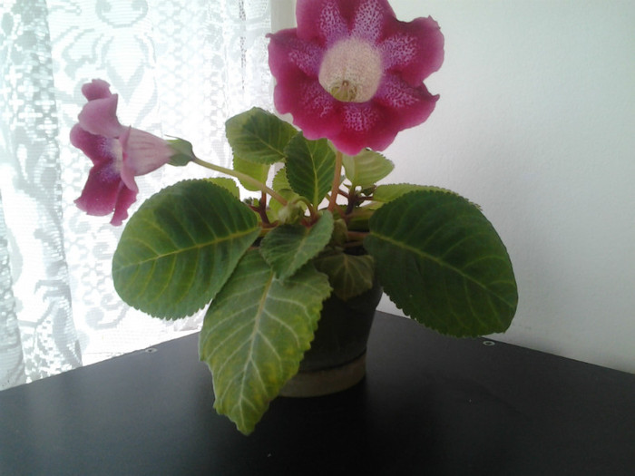 Fotografie0444 - Gloxinia 2012-2013