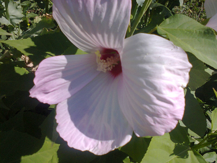 Fotografie0217 - flori de gradina 2012-2