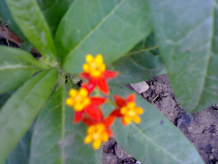 Fotografie0182 - flori de gradina 2012-2