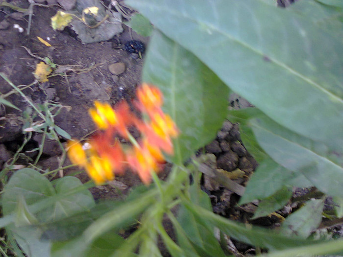 Fotografie0183 - flori de gradina 2012-2