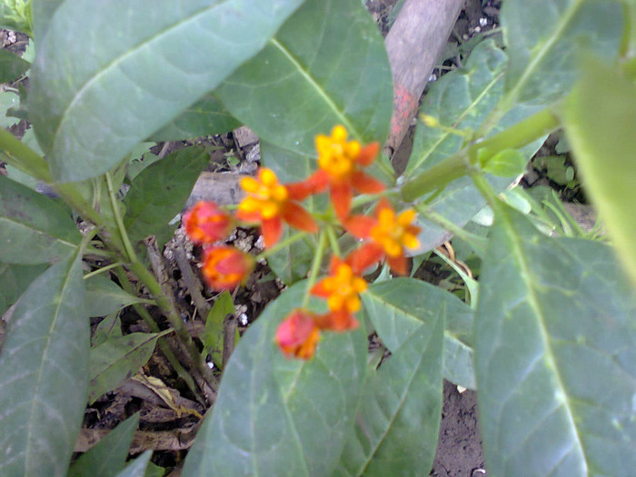 Fotografie0184 - flori de gradina 2012-2