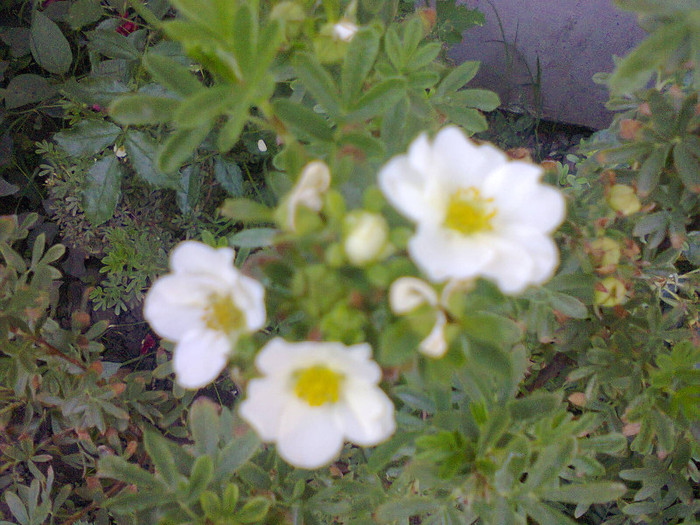 Fotografie0187 - flori de gradina 2012-2