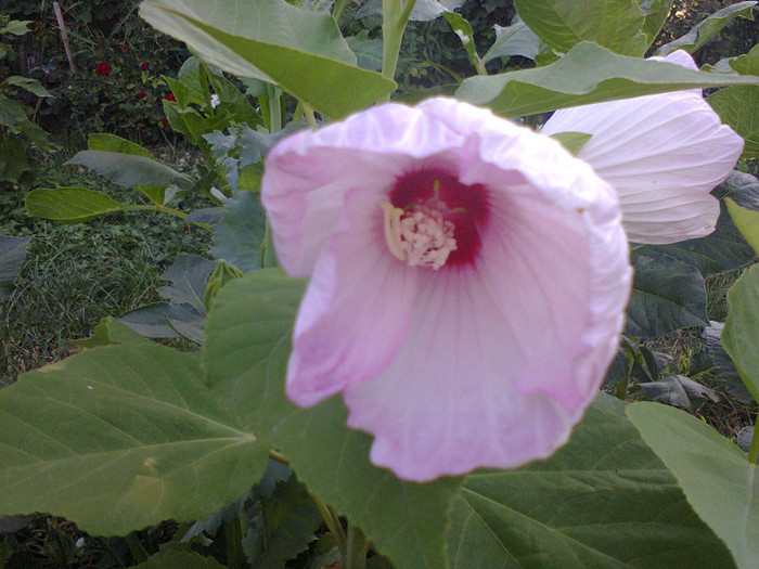 Fotografie0188 - flori de gradina 2012-2