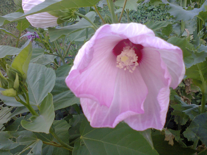 Fotografie0189 - flori de gradina 2012-2