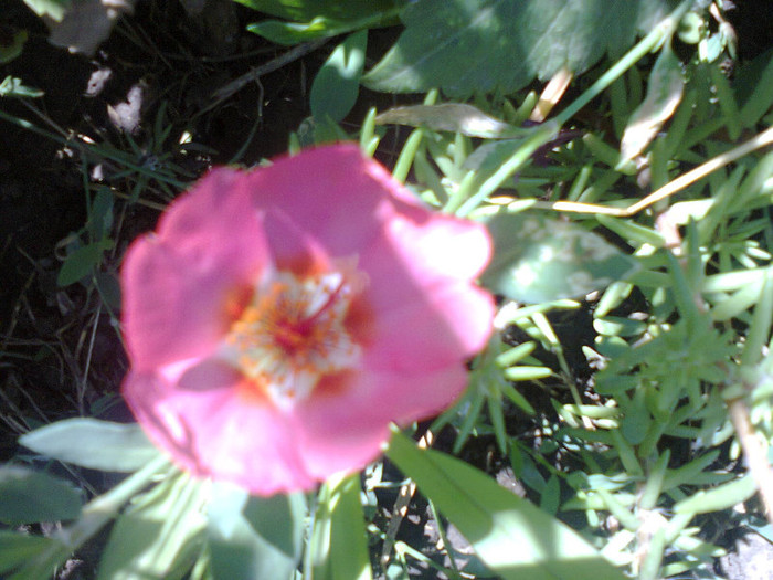 Fotografie0222 - flori de gradina 2012-2