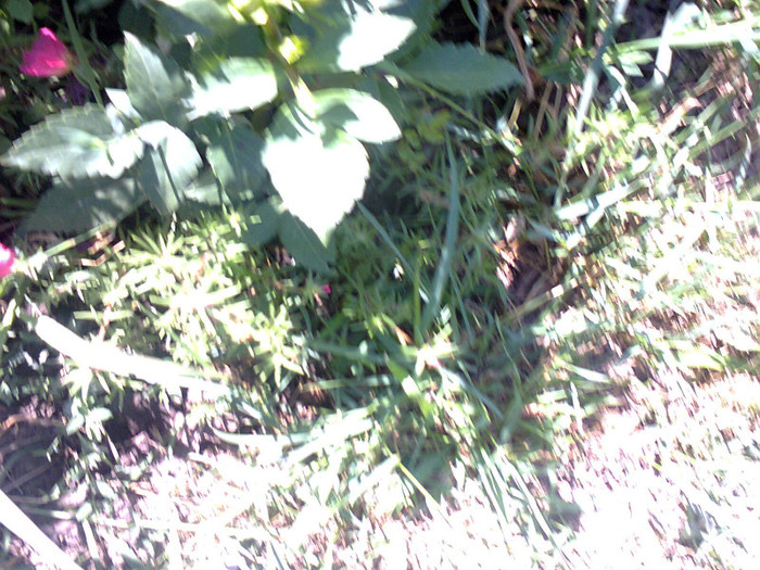 Fotografie0223 - flori de gradina 2012-2