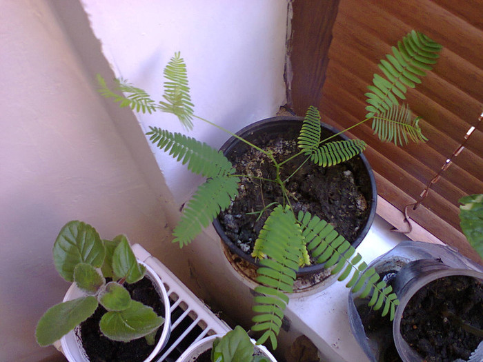 caliandra creste