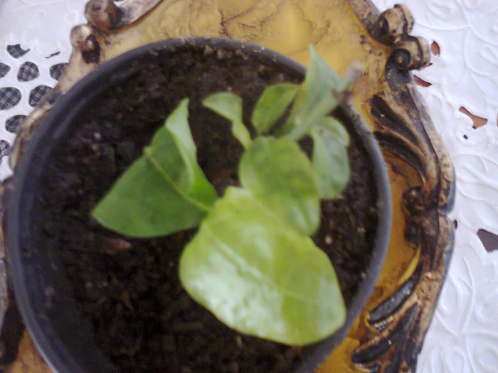 plumbago rosu-mii de multumiri