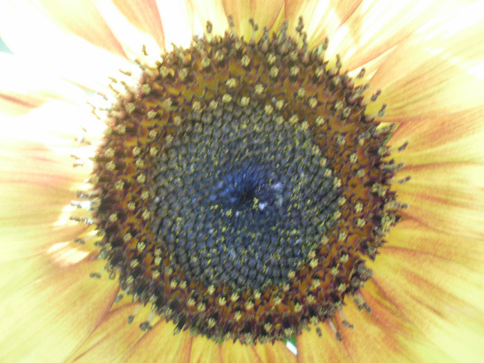 P7240046 - Plante