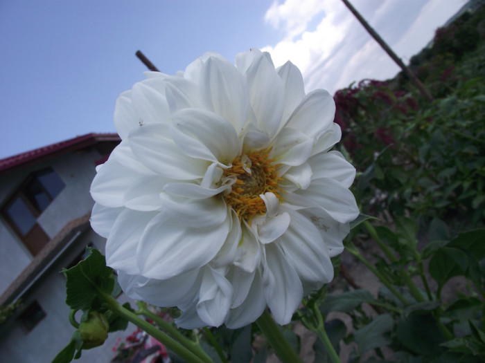 dalie alba - c-vara