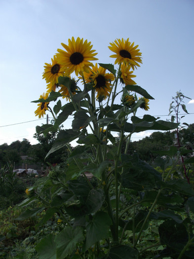 floarea soarelui - c-vara