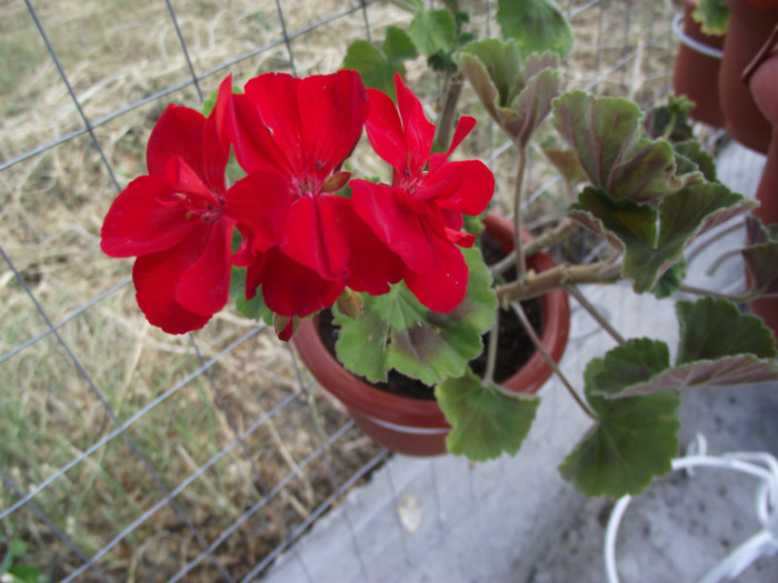 muscata - c-vara