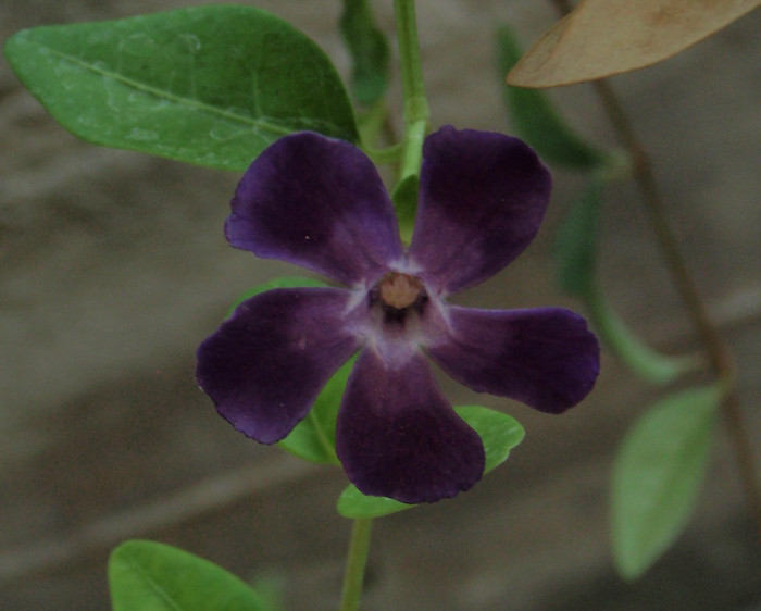 vinca fara blitz