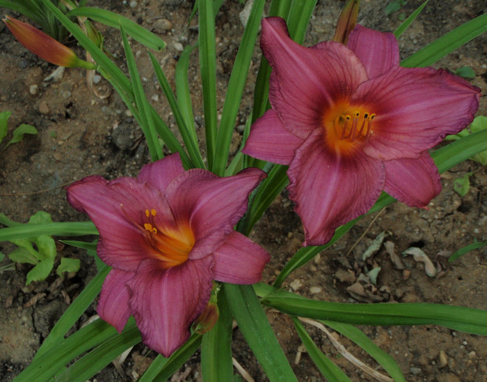 Pardon Me 28iun2012 - Hemerocallis2012