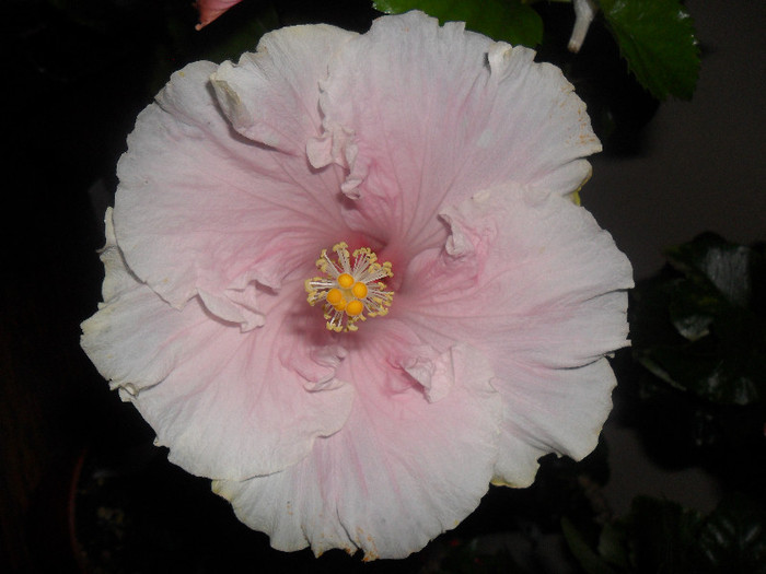 Hibiscus Baby Girl
