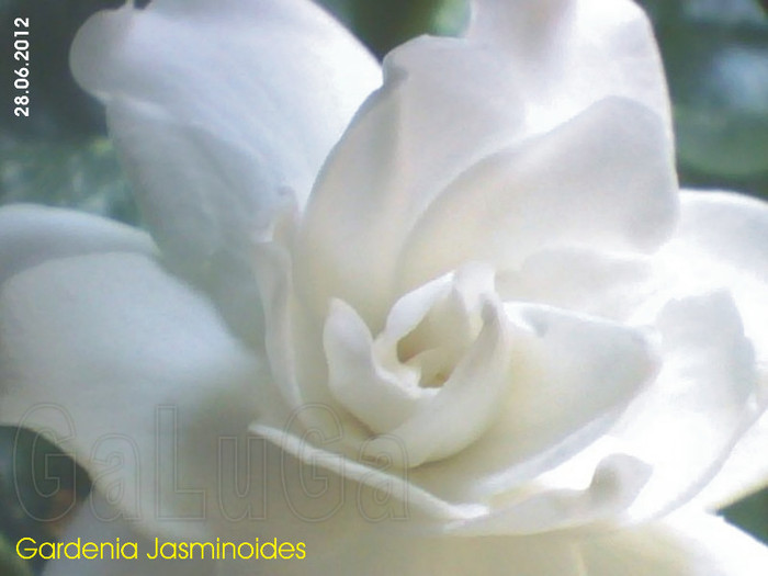 Gardenia Jasminoides; Prima floare in 2012
